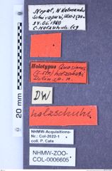 Etikette zu Quasimus (Quasimus) holzschuhi (Dolin, 2001) (NHMW-ZOO-COL-0006605)